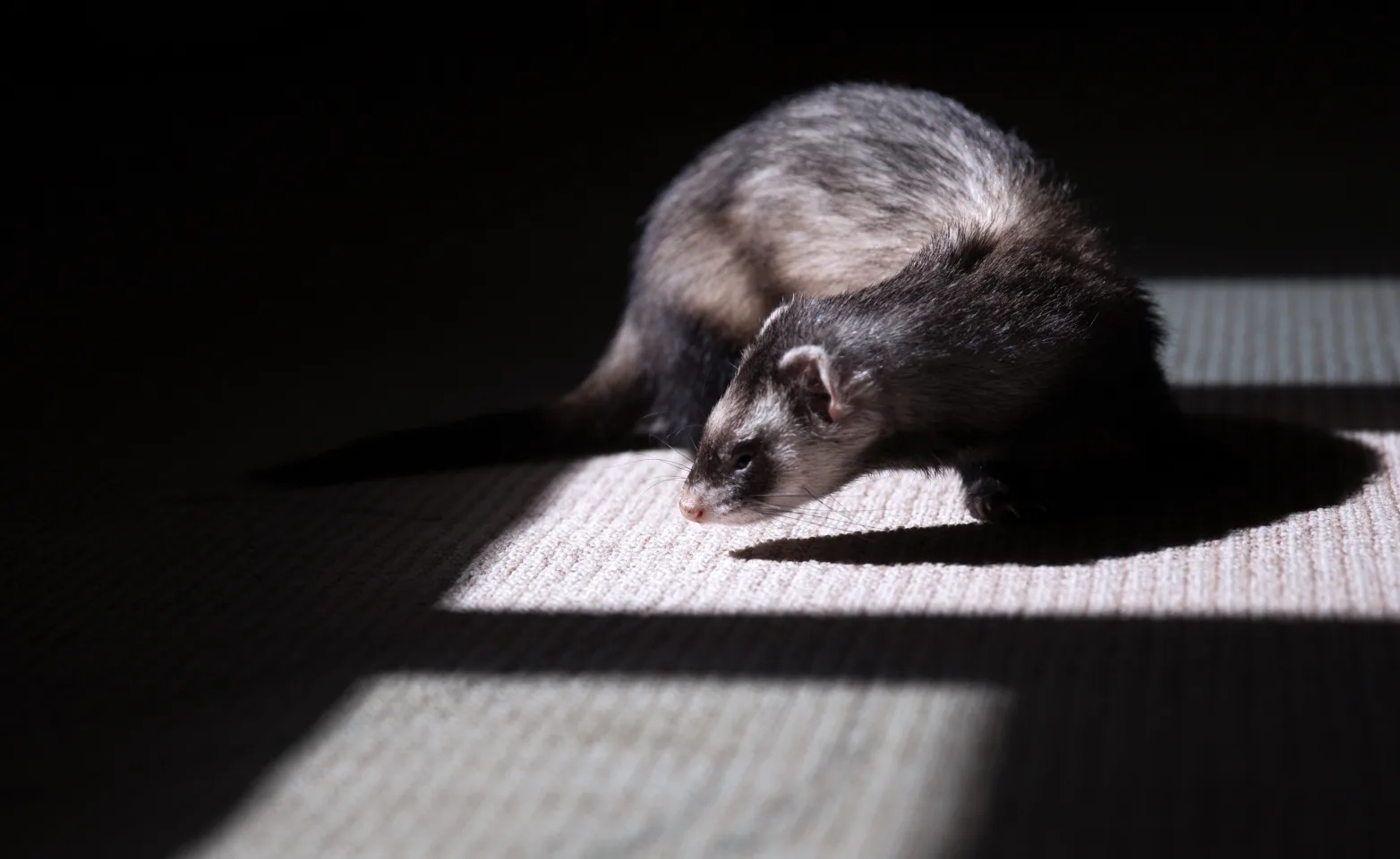 Ferret in home in the shadows